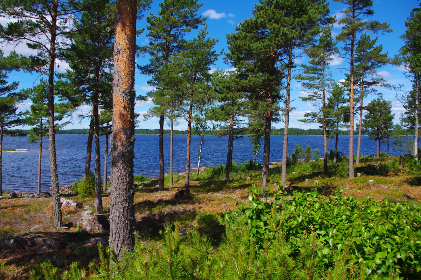 Forest tours –Let them explore Swedish forest industry and meet local experts, 